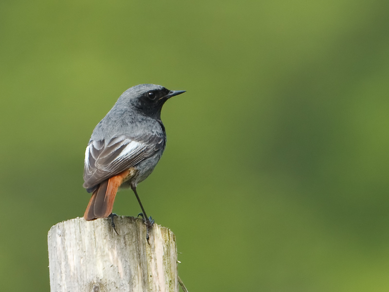 Phoenicurus ochruros Zwarte Roodstaart Black Redstart